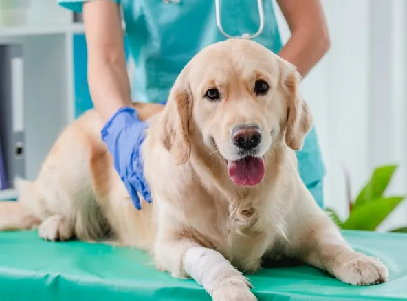 Best動物病院100とは