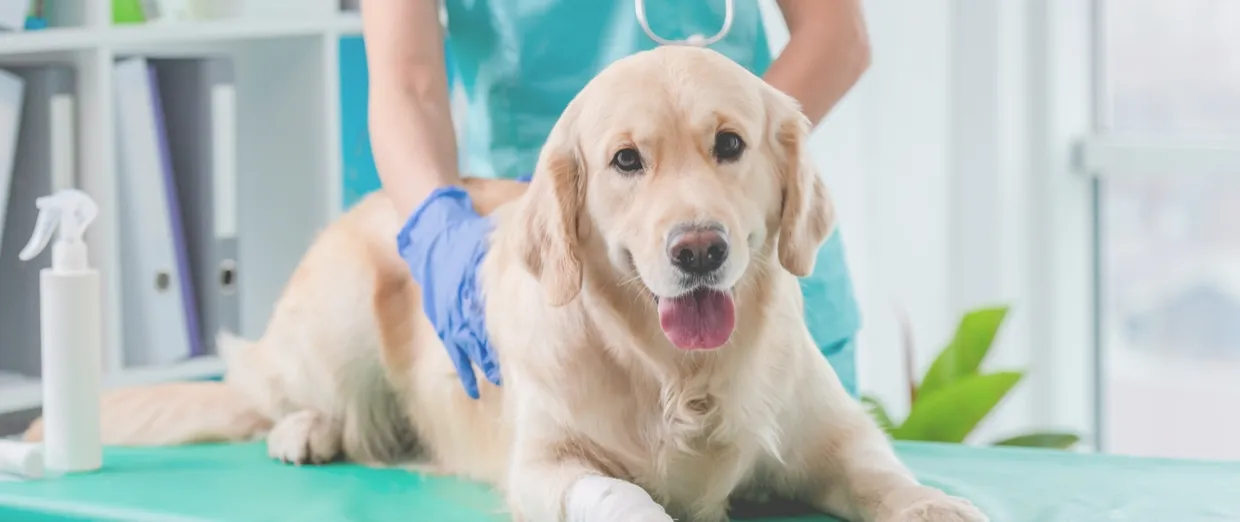 Best動物病院100とは