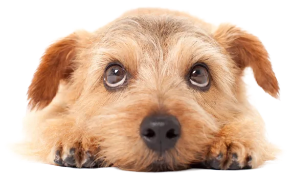 Best動物病院100 エントリー受付