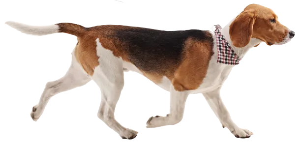 未来を拓く動物病院100院をご紹介。