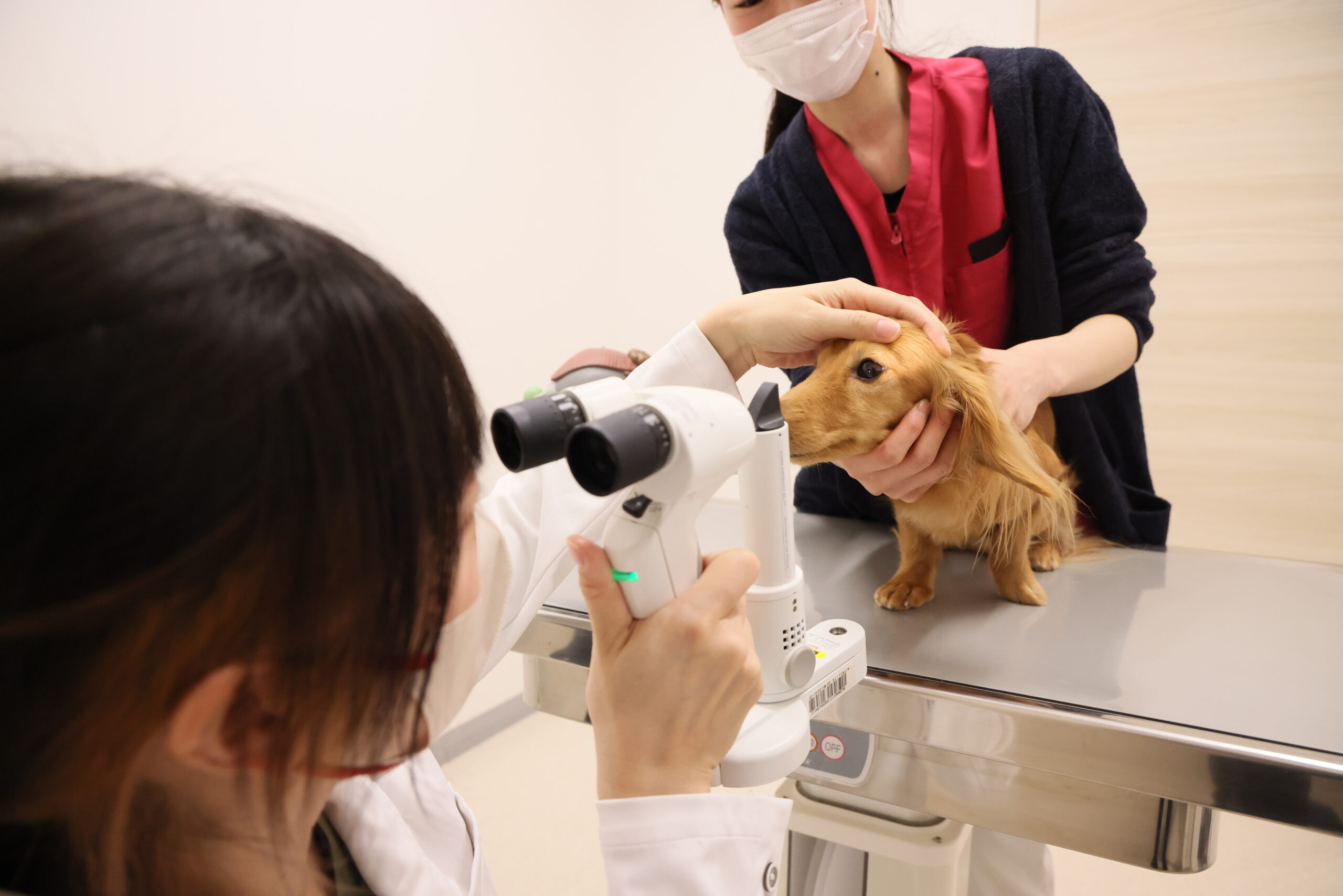 マエカワ動物病院／滋賀動物がんクリニック 写真2